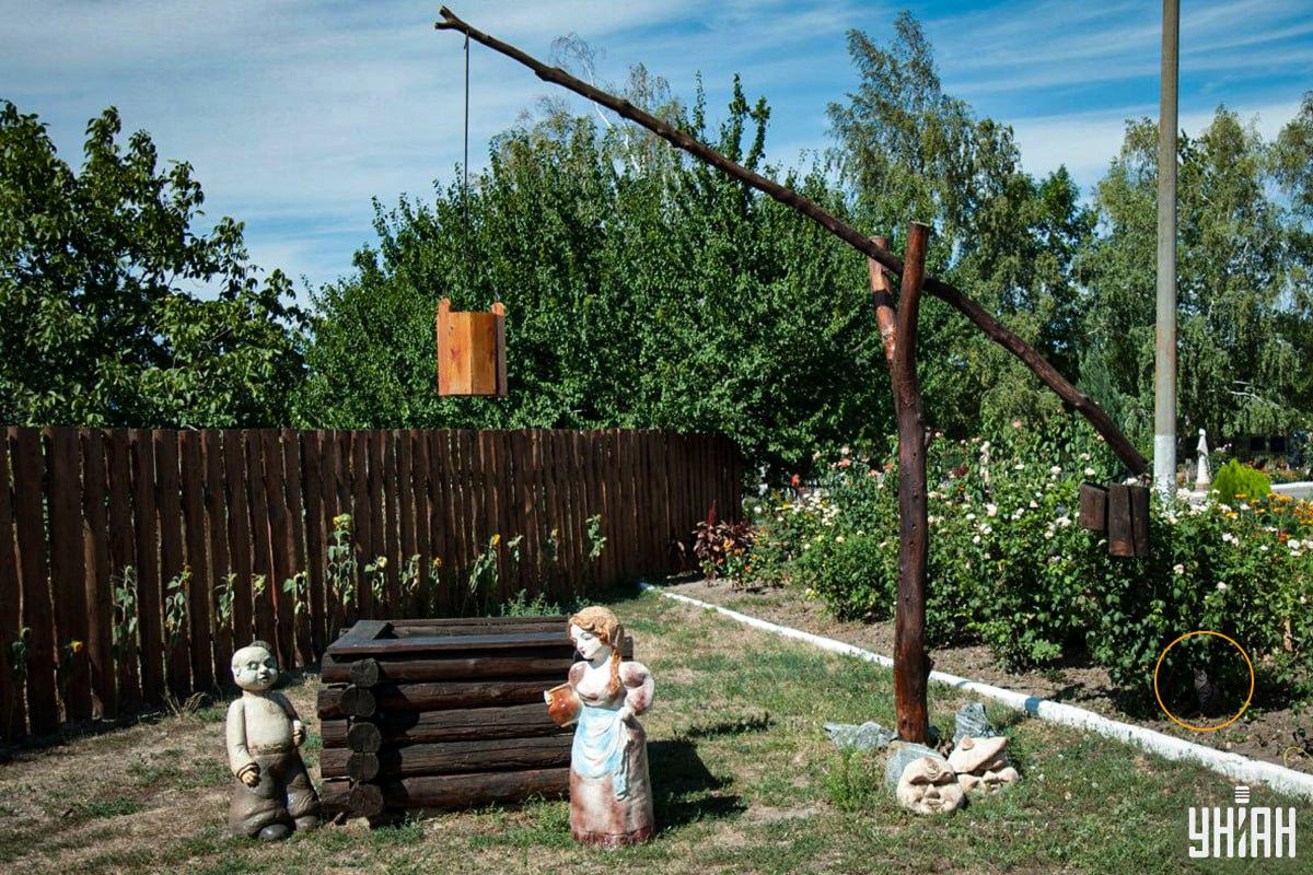 Pisica a fost în patul de flori / colaj Moje