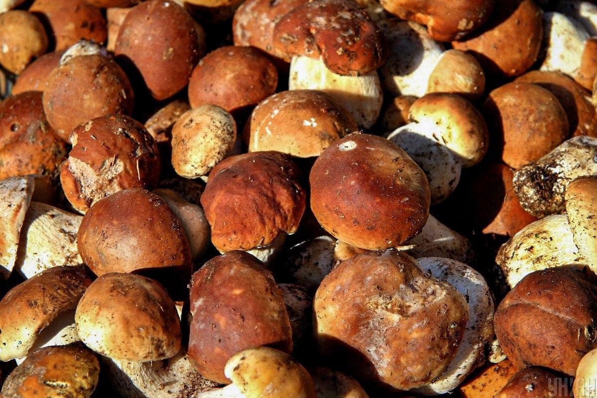 Găsiți o piatră printre ciuperci în timp / colaj Moje