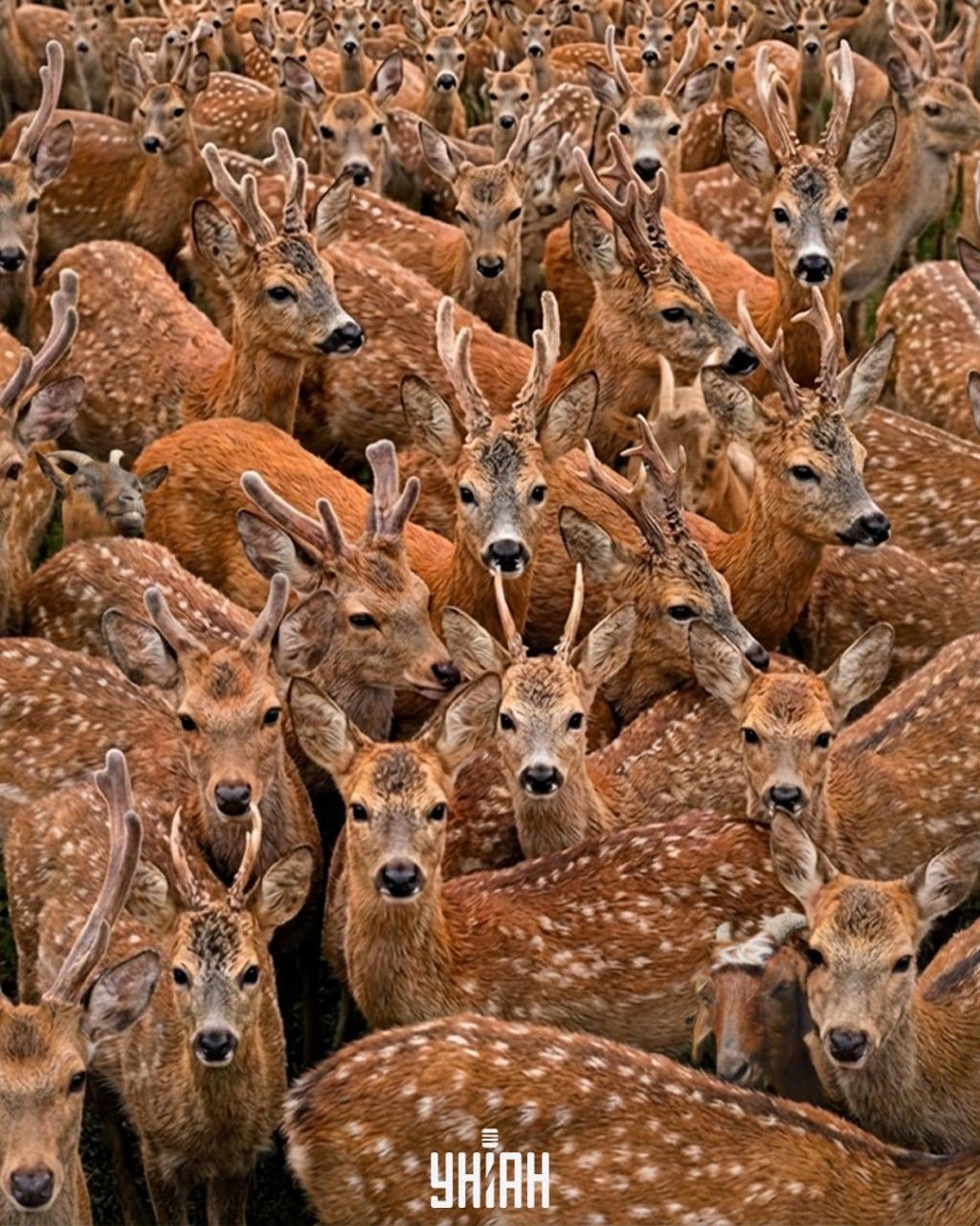 Trebuie să găsiți trei capre printre reni în 11 secunde: o iluzie optică foarte complexă