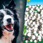 Unde se ascunde câinele: doar câțiva îl vor găsi printre oi în 5 secunde Unde se ascunde câinele: doar câțiva îl vor găsi printre